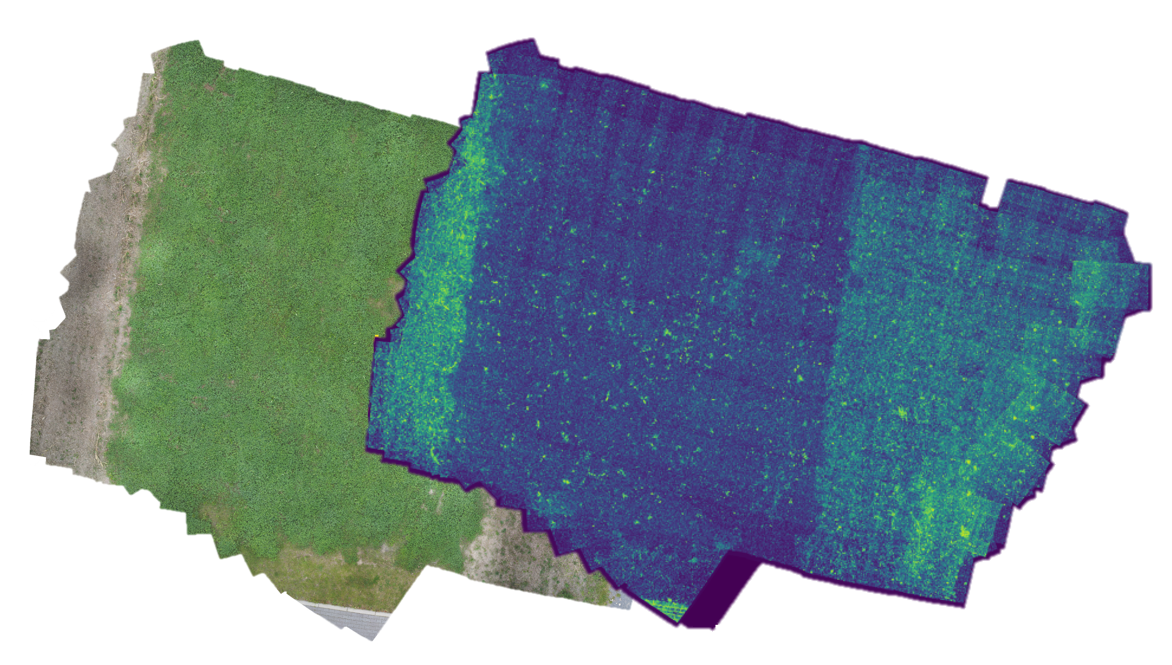 Anomaly Detection in Grass-Clover Meadows