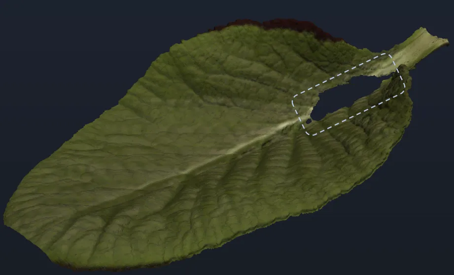 Pseudo-RGB mesh of a primrose leaf
